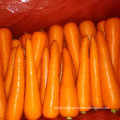 Good Harvest of Fresh Carrot